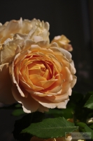 Rosa 'Golden celebration'